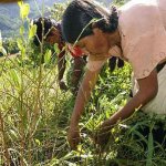 Onu Revela o Maior Exportador de Maconha da América do Sul Onu Revela o Maior Exportador de Maconha da América do Sul