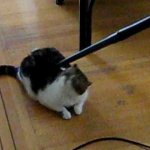 O Hipnotizador de Gatos O Hipnotizador de Gatos