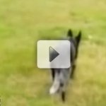 C�o com QI Elevad�ssimo