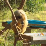 Macacos com Membros Amputados Voltam à Natureza