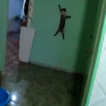 O Gato Aranha O Gato Aranha