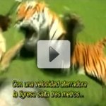 Tigre Ataca Equipe no Parque