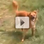 Cachorro Doido