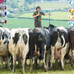 Comediante Faz Show para Vacas na Inglaterra