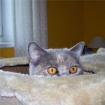 Gatos: Mestres do Disfarce