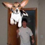 Cachorros Voadores
