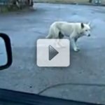 J� Viu Cachorro Dan�ando?