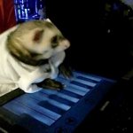Keyboard Ferret Keyboard Ferret