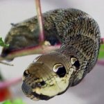 Para Fugir de Ataques, Lagarta Se 'Transforma' em Cobra Para Fugir de Ataques, Lagarta Se 'Transforma' em Cobra