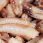 Os Parasitas Mais Nojentos do Mundo Os Parasitas Mais Nojentos do Mundo