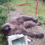 Urso Morre Eletrocutado Urso Morre Eletrocutado