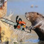 Manipulações Fotográficas em Animais Manipulações Fotográficas em Animais