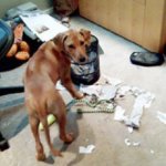 Cão Come US$ 1.200 Deixados em Envelope Cão Come US$ 1.200 Deixados em Envelope