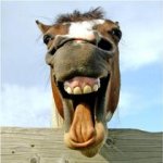 Cavalo Para Égua Nenhuma Colocar Defeito Cavalo Para Égua Nenhuma Colocar Defeito