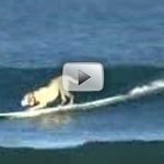 Fotos e V�deos de C�es Surfistas