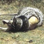 Como as Cobras Podem Engolir Bichos Maiores do que Elas? Como as Cobras Podem Engolir Bichos Maiores do que Elas?