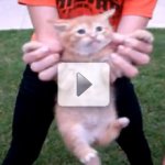 Fazendo Filhotes de Gato de Retardados