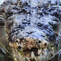 O Maior Crocodilo do Mundo - Capturado na África