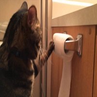 Gato Brincalhão Diverte-se ao Desenrolar Papel Higiénico