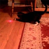 Trollando Gato com Laser na Cabeça