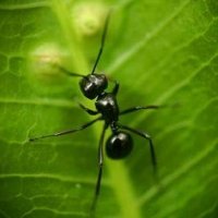 O Mundo Secreto das Formigas