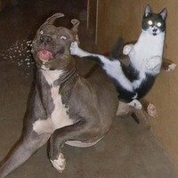 Gatos Revoltados Resolvem Por Fim ao Bullying Canino