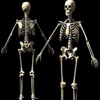 10 Fatos Surpreendentes Sobre o Esqueleto Humano