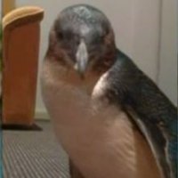 Amigos BritÃ¢nicos Sequestram Pinguim