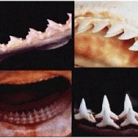 Como é a Reposição dos Dentes dos Tubarões?