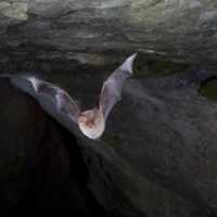 Como é que os Morcegos Vêem à Noite - Ecolocalização