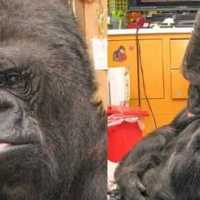 Gorila Sabe se Comunicar Dar Recado Pra Humanidade
