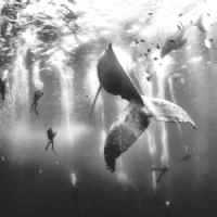Foto de Baleia e Filhote Cercados Por Mergulhadores Vence Concurso da National Geographic