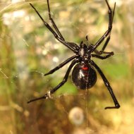 As Aranhas Mais Perigosas do Mundo