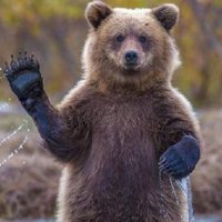 19 Ursos Hilários que Pensam que São Humanos