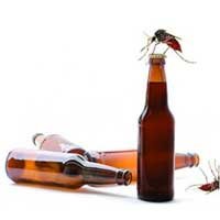Mosquitos Preferem Sangue de Quem Bebe Cerveja
