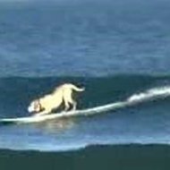 Fotos e Vídeos de Cães Surfistas