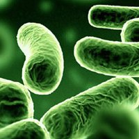 KPC: Saiba Como Evitar Contaminação Pela Superbactéria