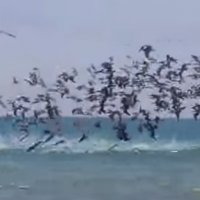 Ataque de Centenas de Pelicanos a um Cardume de Sardinhas no Equador