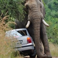 Elefante Nervoso Vira Carro com Passageiros Dentro