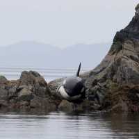 Orca Fica Presa Após Maré Baixa