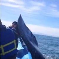 Baleia Bate Cauda na Cabeça de Turista Desavisada
