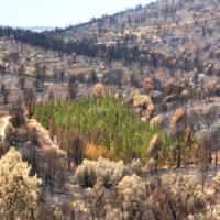 Desvendado Mistério das Árvores que Resistem a Incêndios Florestais