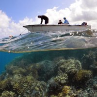 Cientista Dão Choque em Corais Para Preservá-los