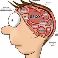 Cérebro, o Verdadeiro Órgão Sexual