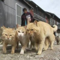 'Ilha dos Gatos' Vira Atração Turística no Japão