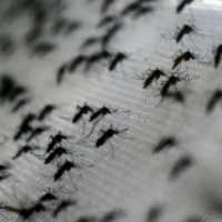 Brasil Autoriza Vacina Contra a Dengue