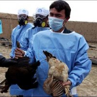 H5N1 - A Gripe Mortal de 2012