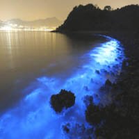 Misteriosas Manchas Fluorescentes Iluminam o Mar de Hong Kong