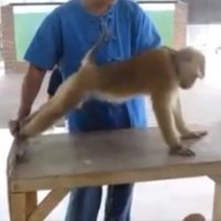 Macaco Marombeiro