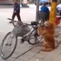 Na China os Cachorros SÃ£o Guardas e Andam de Bicicleta